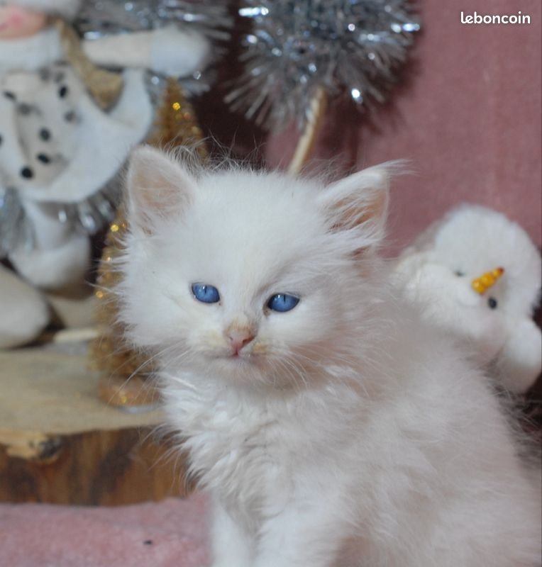 chaton Sibérien red point les bouilles d'amour de la Jaubertie