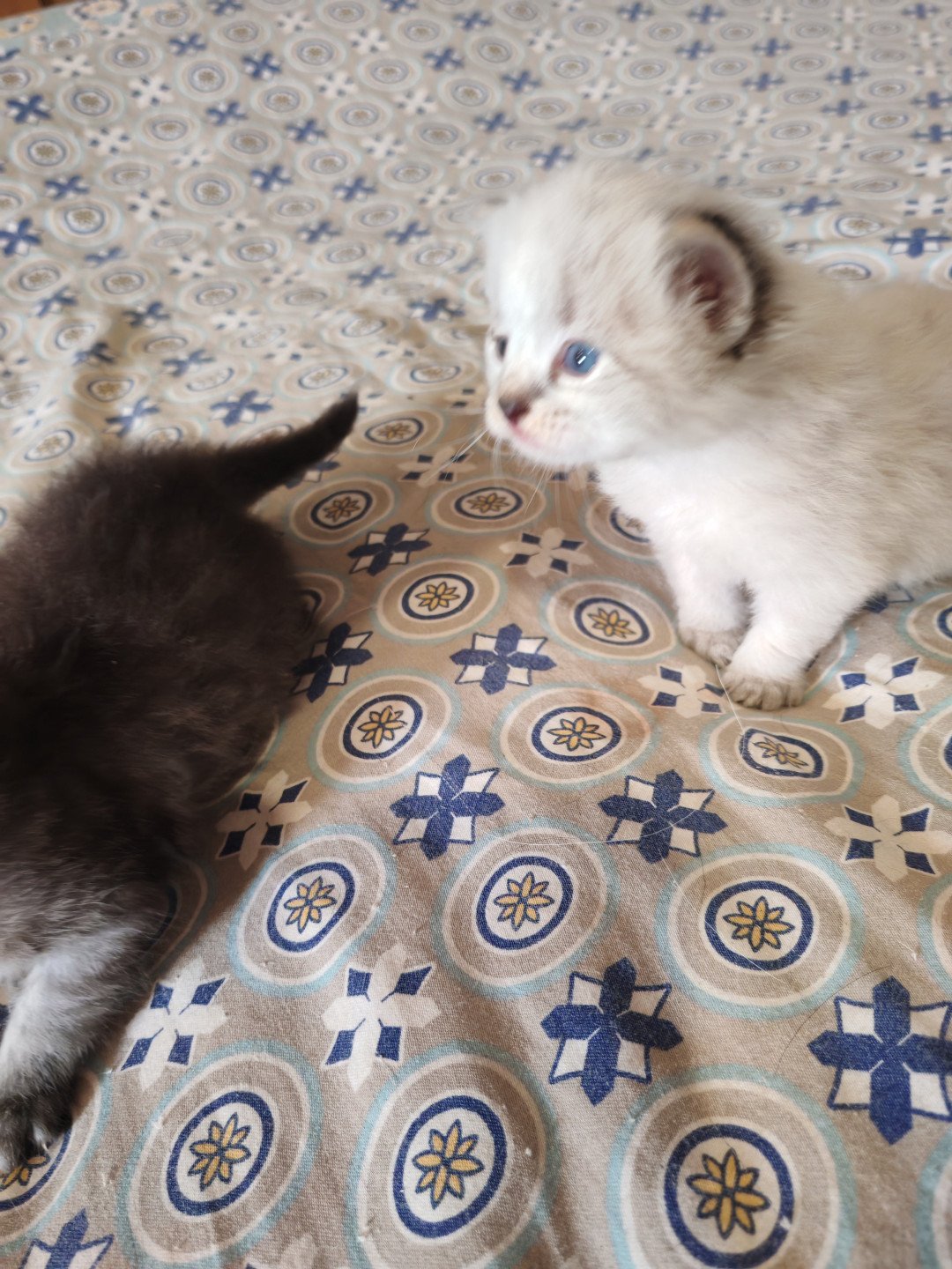 chaton Sibérien Arwenn les bouilles d'amour de la Jaubertie
