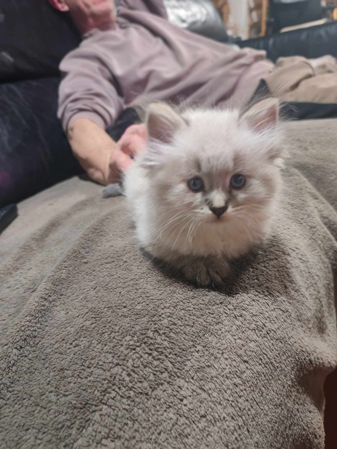 chaton Sibérien Arwenn les bouilles d'amour de la Jaubertie