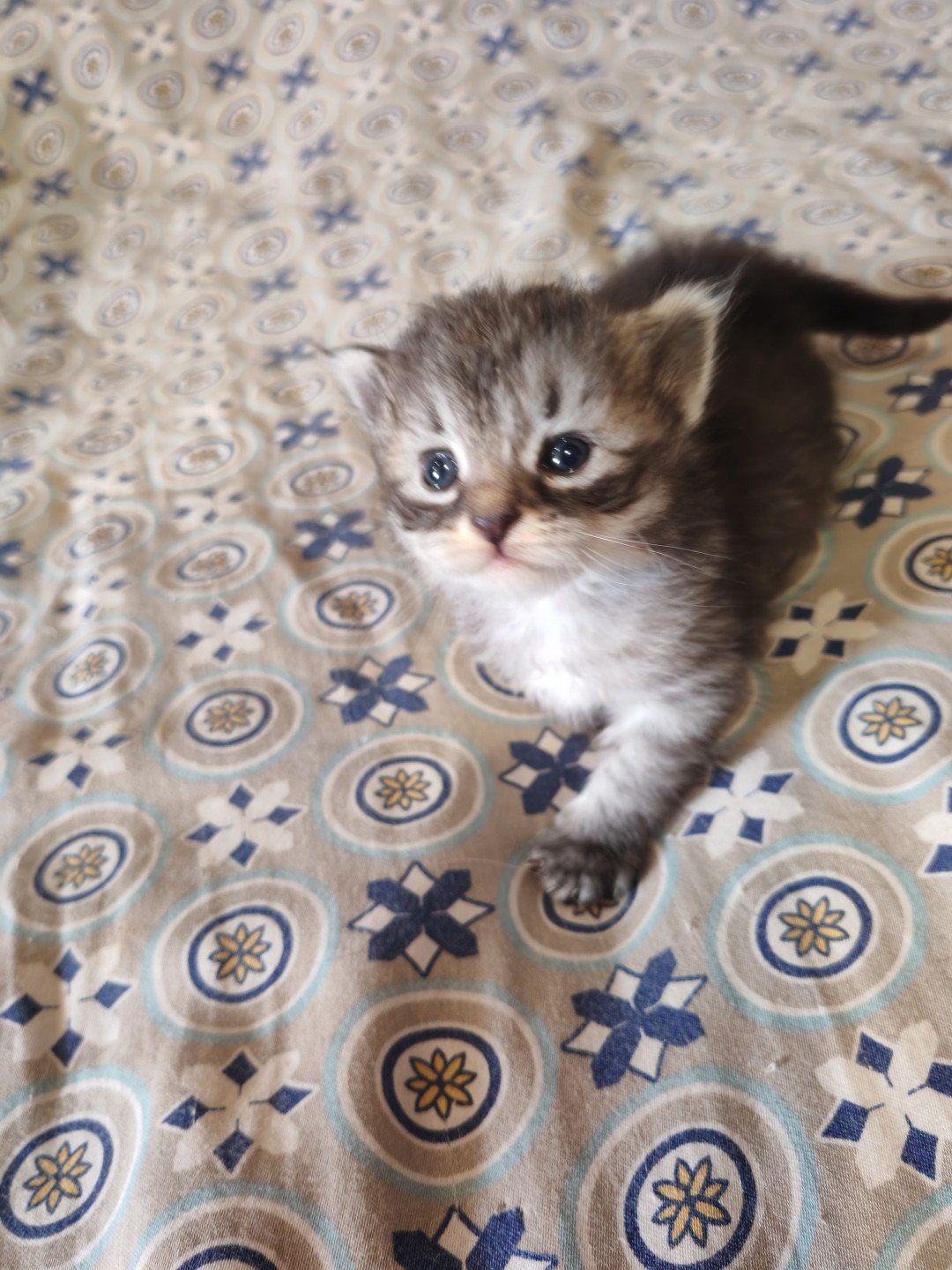 chaton Sibérien Arzel les bouilles d'amour de la Jaubertie