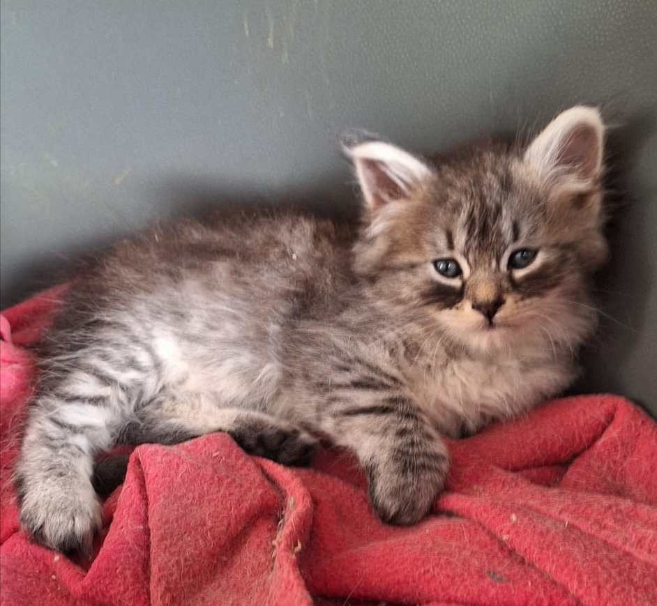 chaton Sibérien Azur les bouilles d'amour de la Jaubertie