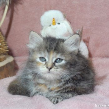 chaton Sibérien brown tortie tabby les bouilles d'amour de la Jaubertie chaton Sibérien brown tortie tabby les bouilles d'amour de la Jaubertie