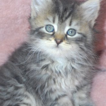 chaton Sibérien brown tortie mackerel tabby les bouilles d'amour de la Jaubertie chaton Sibérien brown tortie mackerel tabby les bouilles d'amour de la Jaubertie