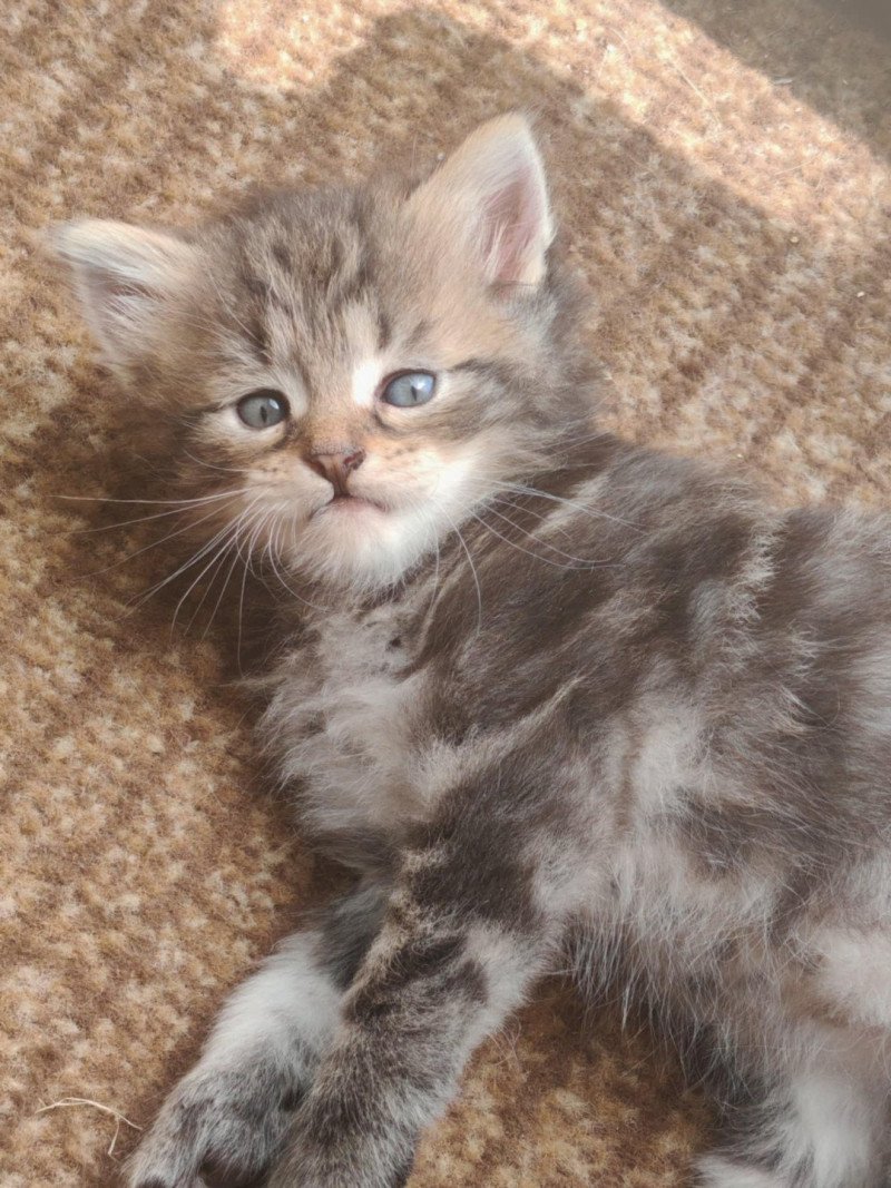 1er chaton (Portée North Paradise ❤ Willis) - Mâle pinceau blanc Mâle Sibérien 1er chaton (Portée North Paradise ❤ Willis) - Mâle pinceau blanc Mâle Sibérien