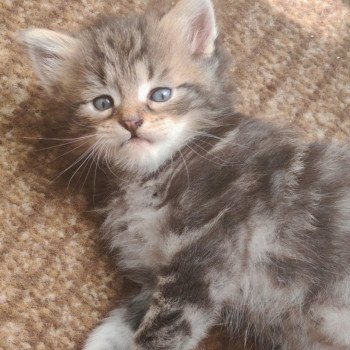 chaton Sibérien les bouilles d'amour de la Jaubertie chaton Sibérien les bouilles d'amour de la Jaubertie