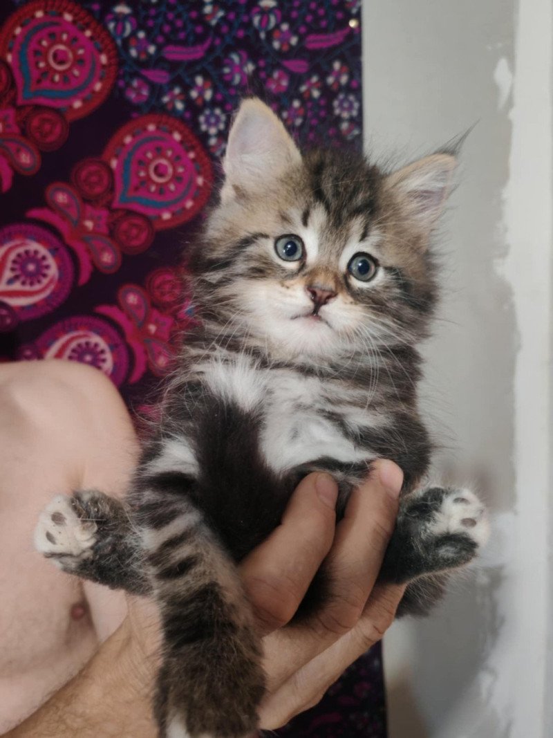 1er chaton (Portée North Paradise ❤ Willis) - Mâle pinceau blanc Mâle Sibérien