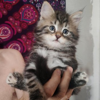 chaton Sibérien les bouilles d'amour de la Jaubertie