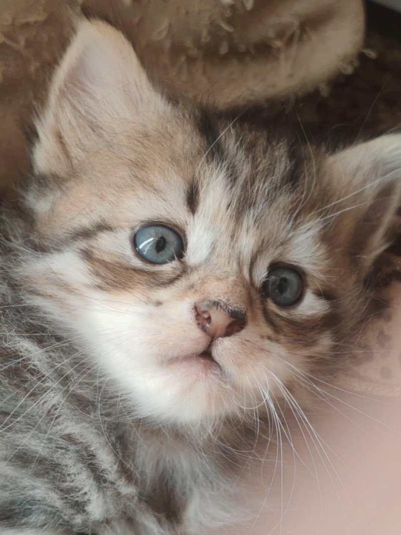 2e chaton (Portée North Paradise ❤ Willis) - Mâle collier jaune Mâle Sibérien 2e chaton (Portée North Paradise ❤ Willis) - Mâle collier jaune Mâle Sibérien