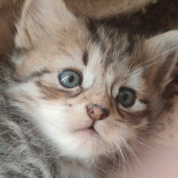 chaton Sibérien les bouilles d'amour de la Jaubertie chaton Sibérien les bouilles d'amour de la Jaubertie