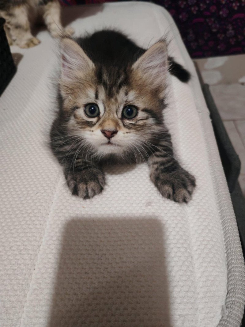 2e chaton (Portée North Paradise ❤ Willis) - Mâle collier jaune Mâle Sibérien