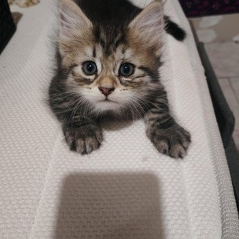 chaton Sibérien les bouilles d'amour de la Jaubertie