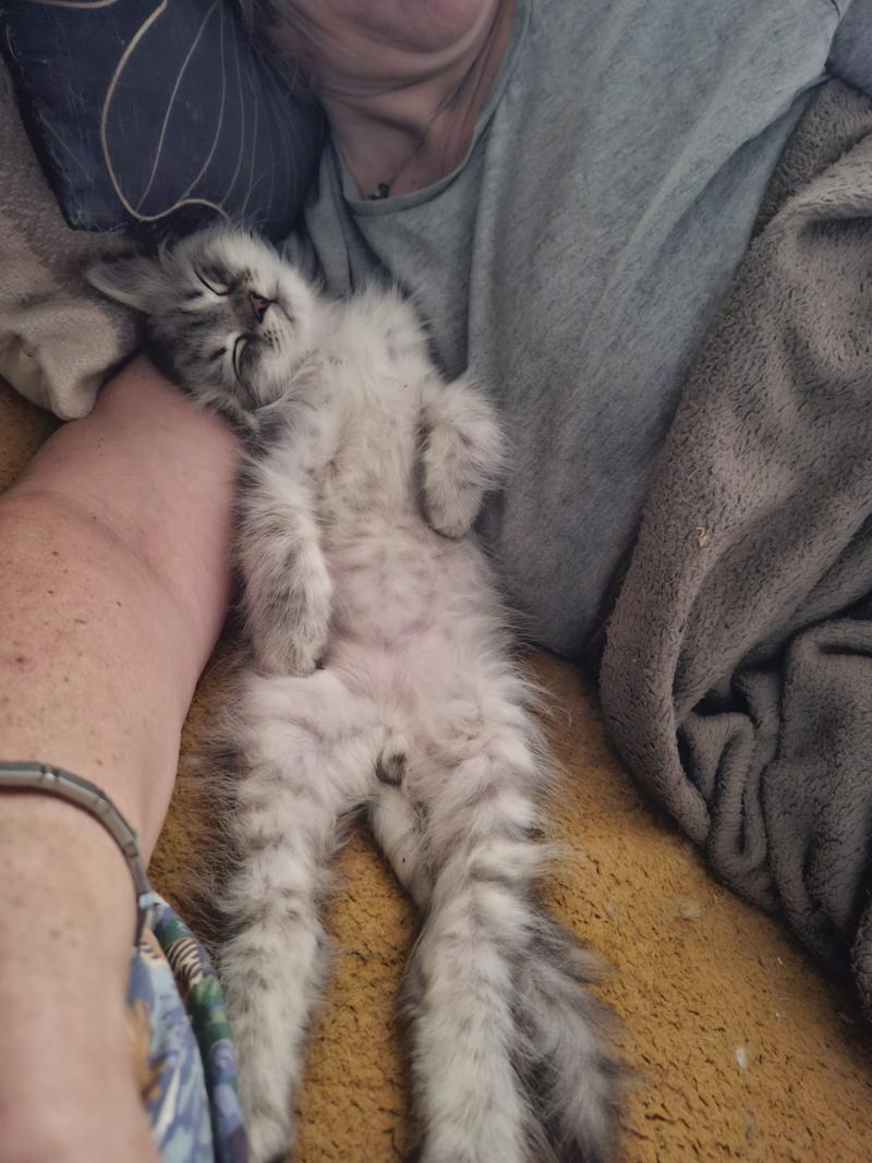 1er chaton (Portée Neige ❤ Willis) - Mâle Collier rouge Mâle Sibérien