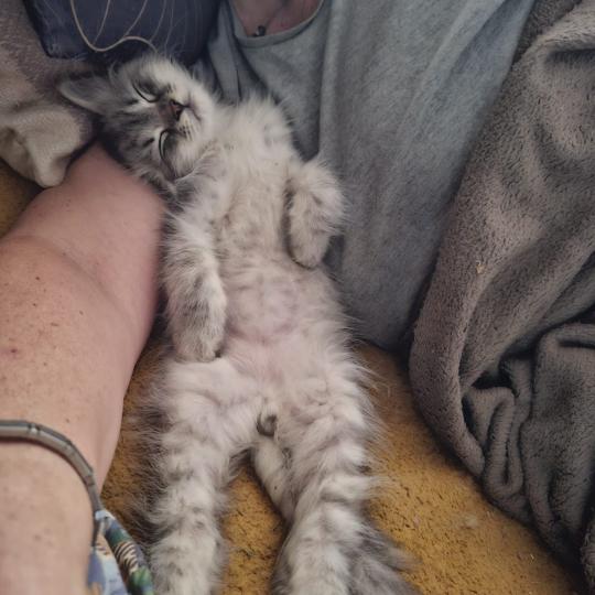 Barry Des syber Cat's Mâle Sibérien