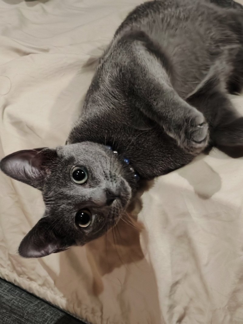 Youpi Des rêves Célestes Des syber Cat's Mâle Russe Youpi Des rêves Célestes Des syber Cat's Mâle Russe