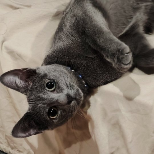 Youpi Des rêves Célestes Des syber Cat's Mâle Russe
