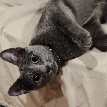chat Russe Youpi Des rêves Célestes les bouilles d'amour de la Jaubertie chat Russe Youpi Des rêves Célestes les bouilles d'amour de la Jaubertie