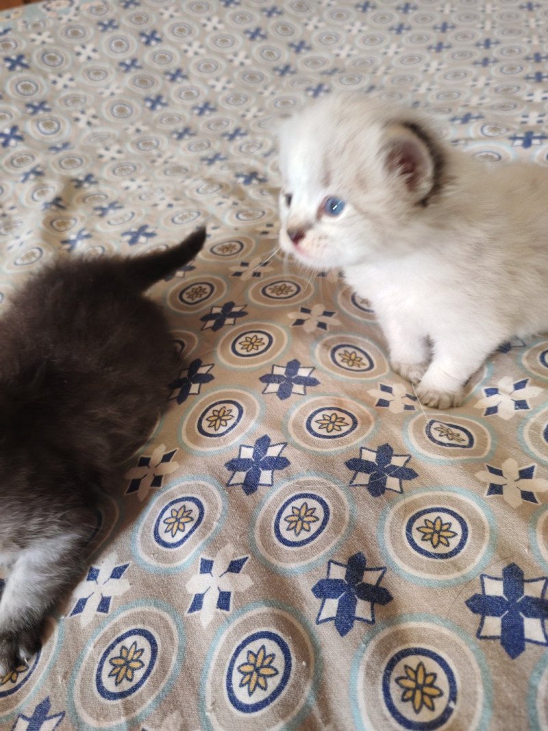 Arwenn Des syber Cat's Mâle Sibérien