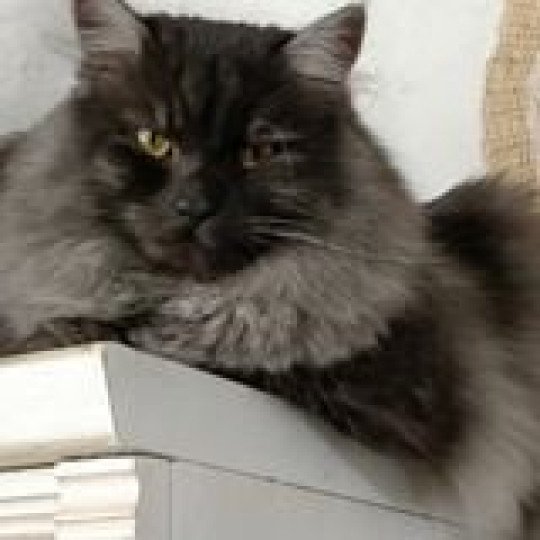 Willis Phantom cats Mâle Sibérien